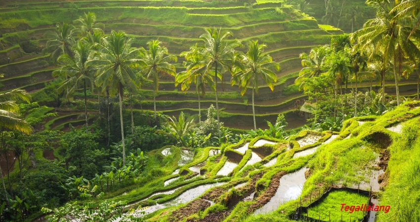 5D4N Bali Halfboard Private Muslim Tour